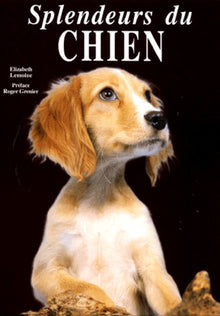 Chien