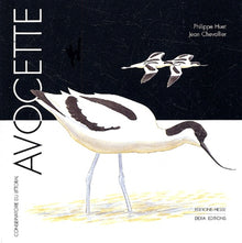 Avocette