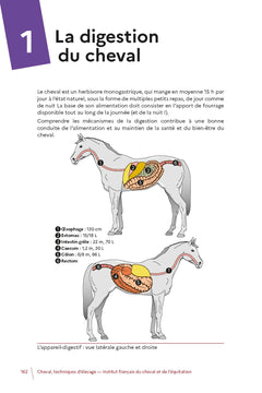 Cheval, techniques d'élevage