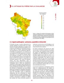 Le frêne face à la chalarose