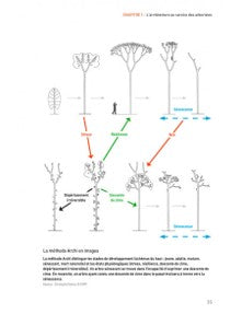 La taille des arbres d'ornement