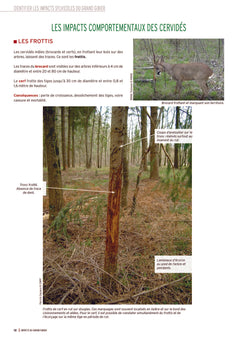 Impacts du grand gibier