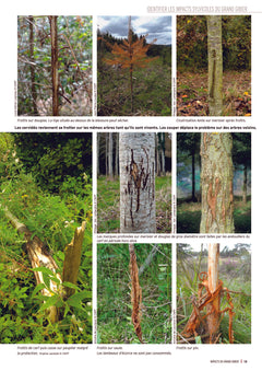 Impacts du grand gibier