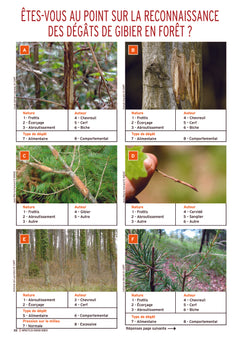 Impacts du grand gibier