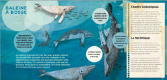 Animaux musiciens