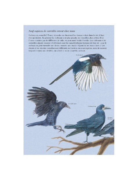 Ruses, noirs et chatoyants