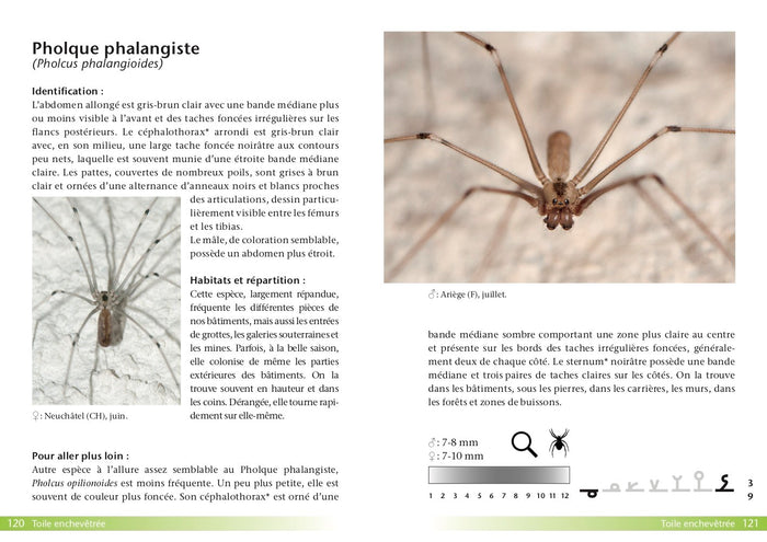 Araignées, guide de terrain