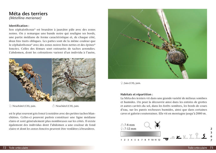 Araignées, guide de terrain