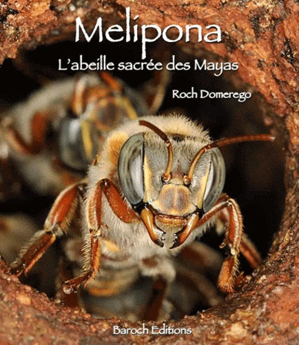 Melipona, l'abeille sacrée des Mayas