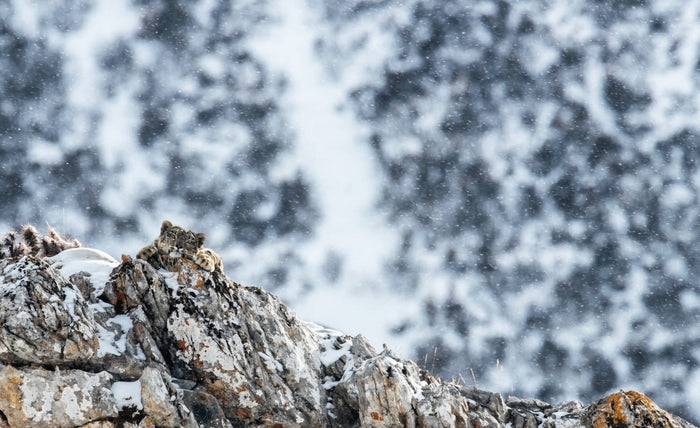 Tibet en harmonie avec la panthère des neiges / in Harmony with the snow leopard