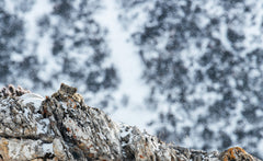 Tibet en harmonie avec la panthère des neiges / in Harmony with the snow leopard