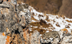Tibet en harmonie avec la panthère des neiges / in Harmony with the snow leopard