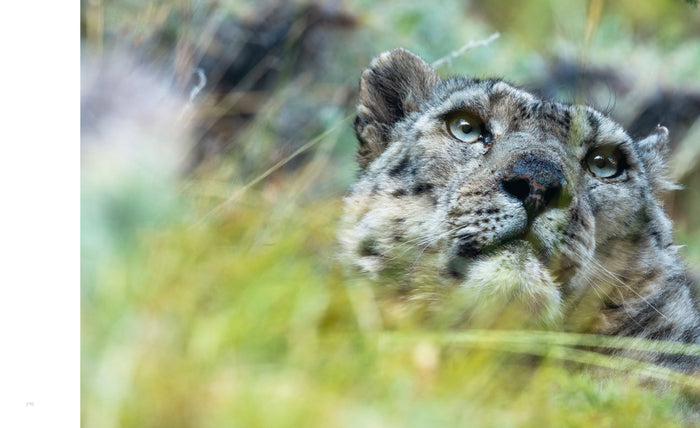 Tibet en harmonie avec la panthère des neiges / in Harmony with the snow leopard