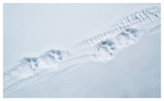 Tibet en harmonie avec la panthère des neiges / in Harmony with the snow leopard