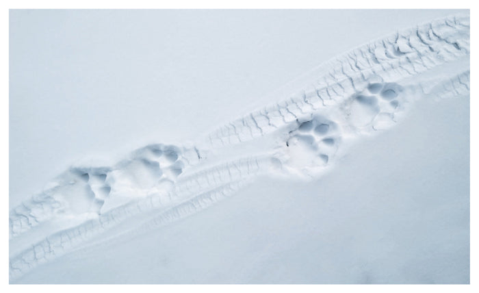 Tibet en harmonie avec la panthère des neiges / in Harmony with the snow leopard