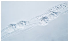 Tibet en harmonie avec la panthère des neiges / in Harmony with the snow leopard