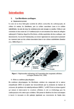 Du fibroblaste au myofibroblaste: l'histoire d'une conductance