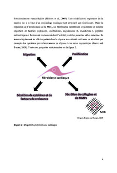 Du fibroblaste au myofibroblaste: l'histoire d'une conductance