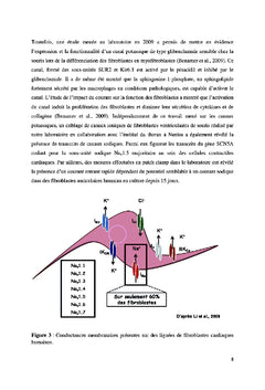 Du fibroblaste au myofibroblaste: l'histoire d'une conductance