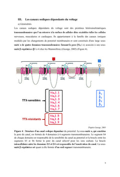 Du fibroblaste au myofibroblaste: l'histoire d'une conductance