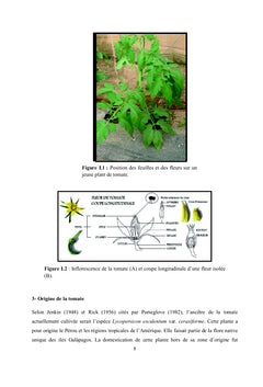 La lutte biologique contre le chancre bactérien de la tomate