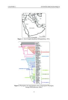 Études morphologique et histologique du développement de l'ovaire