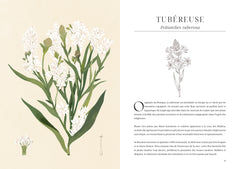 L'herbier des parfums