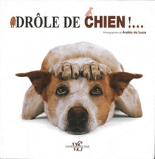 Drole de chien