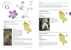 Atlas de la flore du Territoire de Belfort