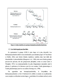 Proprietes et applications d'un polysaccharide bacterien