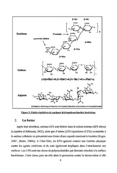 Proprietes et applications d'un polysaccharide bacterien