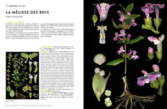 Encyclopédie des plantes libres - Toutes les familles de plantes à fleurs sauvages d'Europe