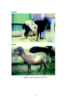 Productivité pondérale des brebis en race D'man en Tunisie