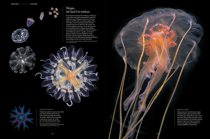 Plancton - Aux origines du vivant