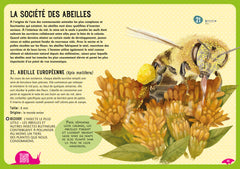 Guide des insectes du monde et autres invertébrés