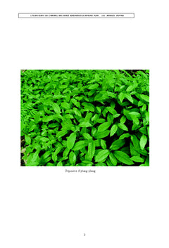 L'Ylang-ylang des Comores