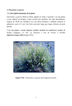 Phytochimie de Pituranthos scoparius Plante A activite antiradicalaire