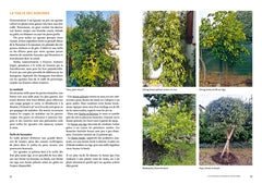 Agrumes résistant au froid