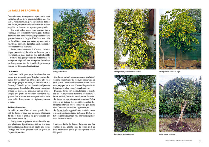 Agrumes résistant au froid