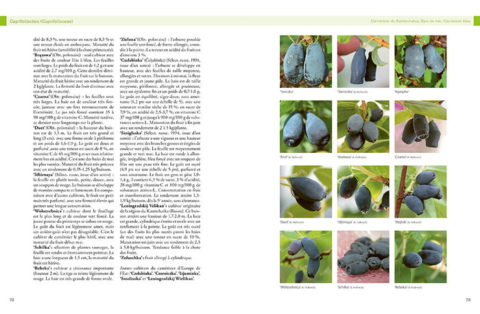 Encyclopédie des fruitiers sauvages ou méconnus - Pour le jardin & la haie fruitière