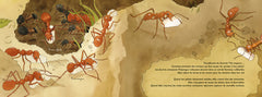 Fourmidables fourmis
