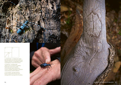 Mystérieuses vieilles forêts - Un voyage immersif au coeur des écosystèmes préservés