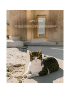Les chats du monde
