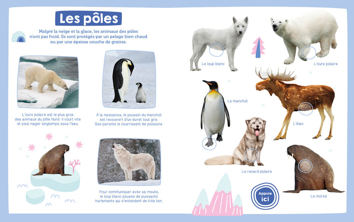 Mon imagier sonore - Les animaux sauvages