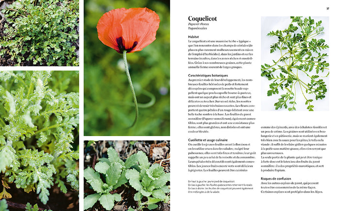 La cuisine des plantes sauvages