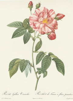 Les plus belles roses - Bilingue : Français/Anglais