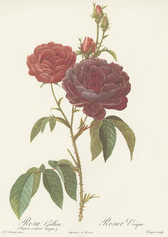 Les plus belles roses - Bilingue : Français/Anglais