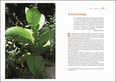 Cultiver son propre tabac - De la graine à la feuille séchée