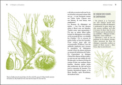 Le Châtaignier - Un arbre généreux