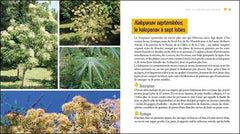 Planter des arbres pour les abeilles - L'api-foresterie de demain